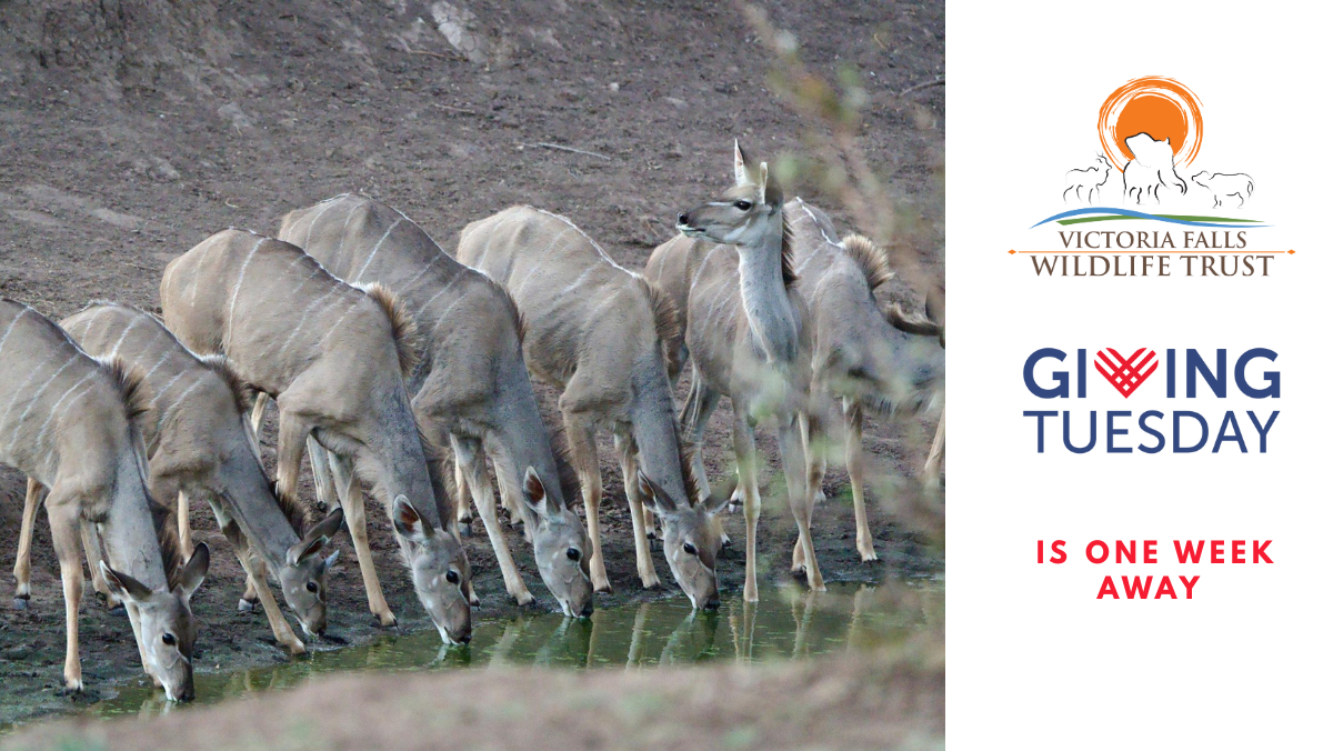 Giving Tuesday is just one week away