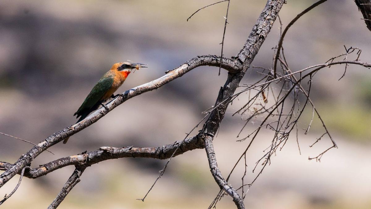 Bushtalk – November 2025