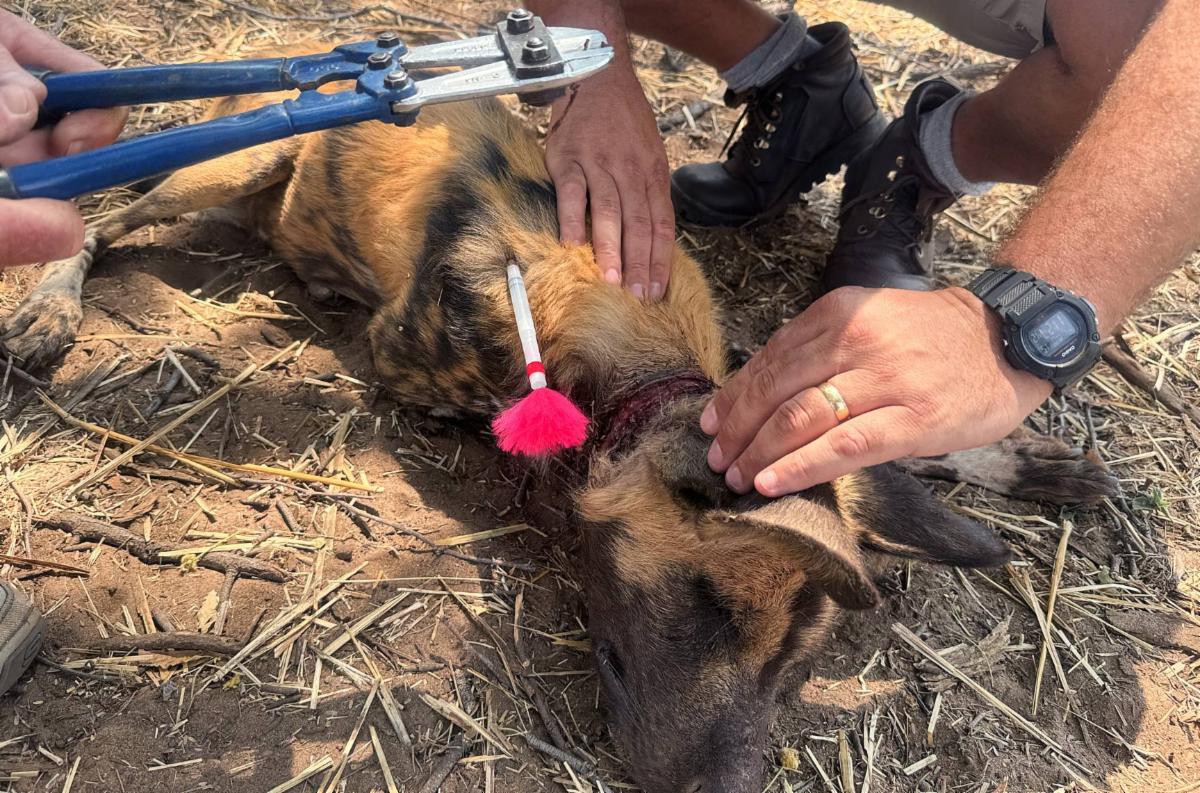 54793733468 6cd2651d23 o copy MedRes