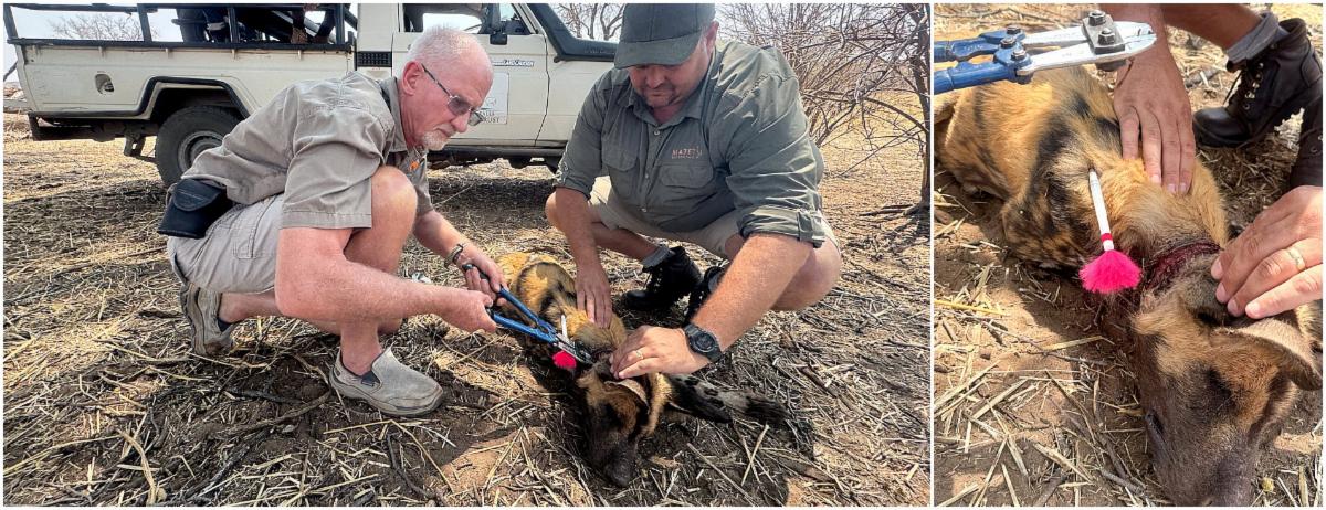 54897573337 b983cfb6f7 o copy MedRes 1