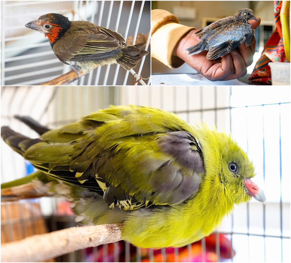 54918738194 d0e1572eab o copy MedRes