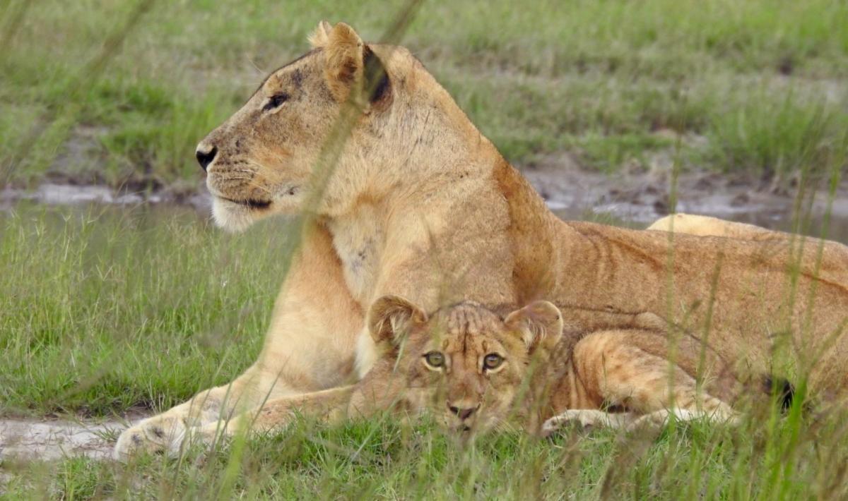 Victoria Falls Lions Escalating Threats and Targeted Response