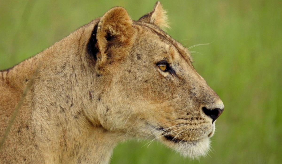 Chamabonda F CHAaF2 Thomsons 200306 copy