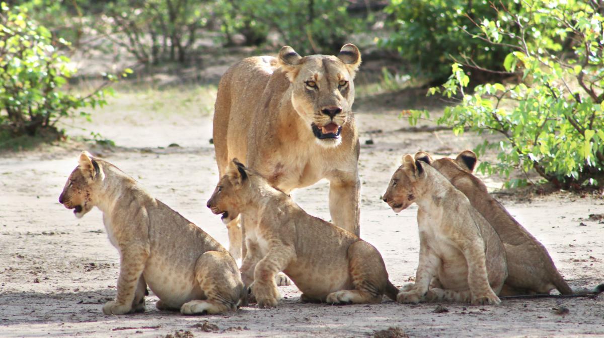 Hippo Creek Pride IMG 9917 copy