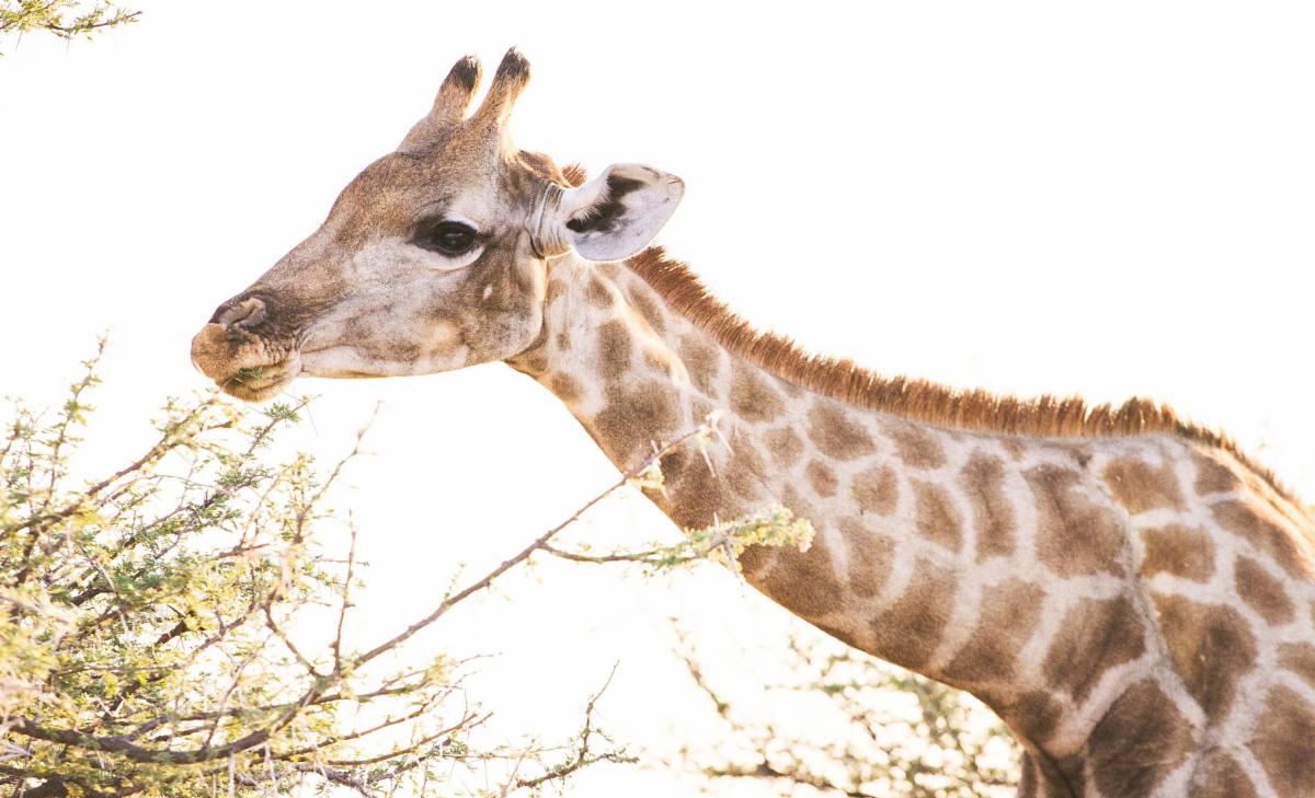 When Technology Meets Conservation