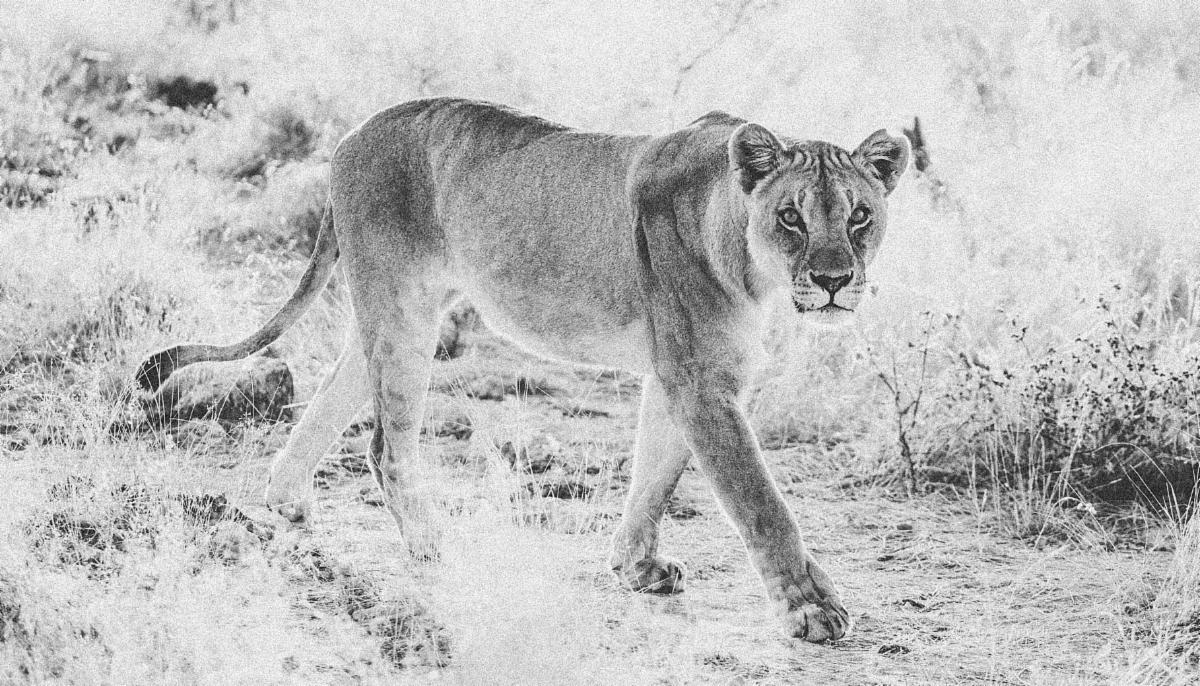 Together We Can Unlock 15000 for Wildlife Forensics 1 IMG 4911 MedRes copy