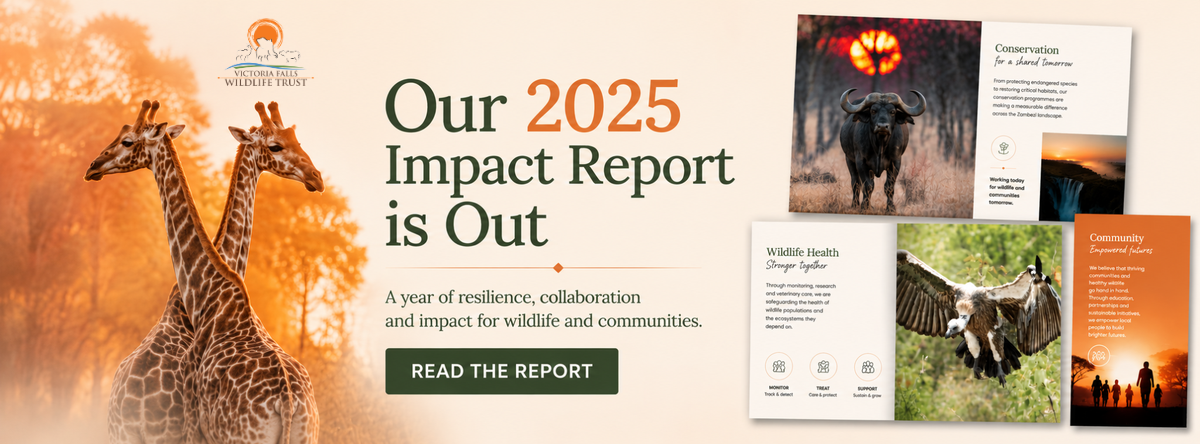The-2025-Impact-Report-is-out