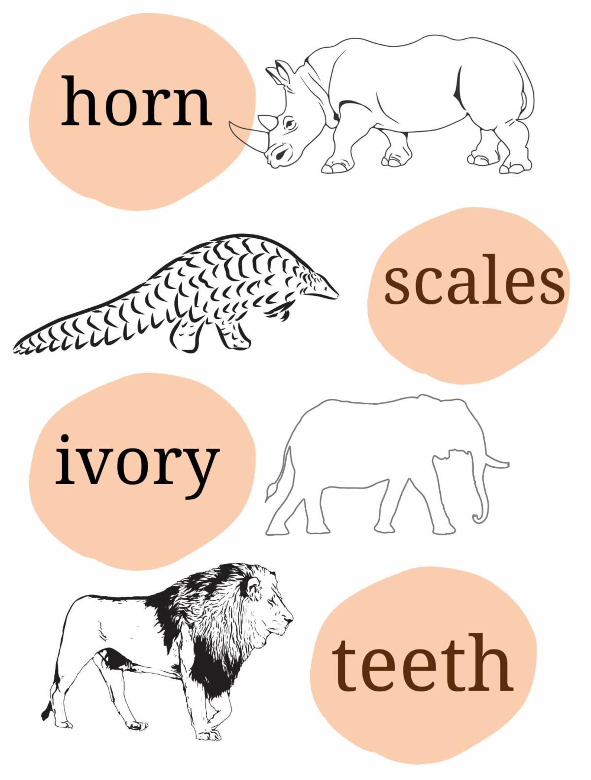 Together We Can Unlock 15000 for Wildlife Forensics 5 VFWT SeptAppeal copy