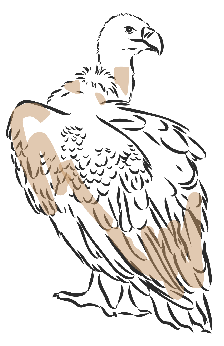 birdvectorimage