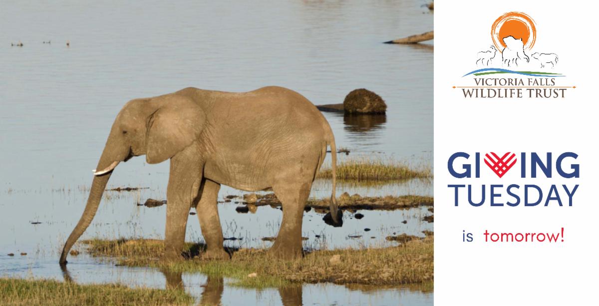 Giving Tuesday is tomorrow! 2 Giving Tuesday is tomorrow!