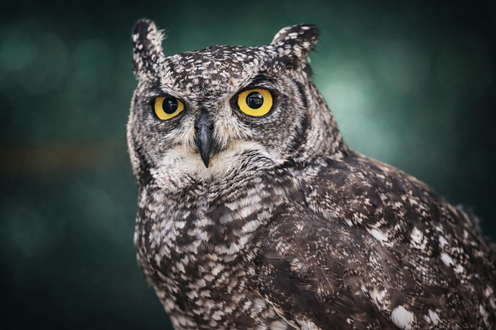 March 2026 Rescue and Rehabilitation Appeal